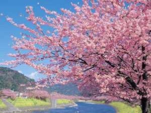 河津桜　桜　sakura kawazu