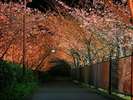 河津夜桜　夜桜　kawazu sakura