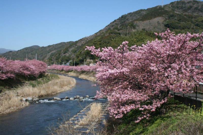 河津さくら（涅槃堂付近）