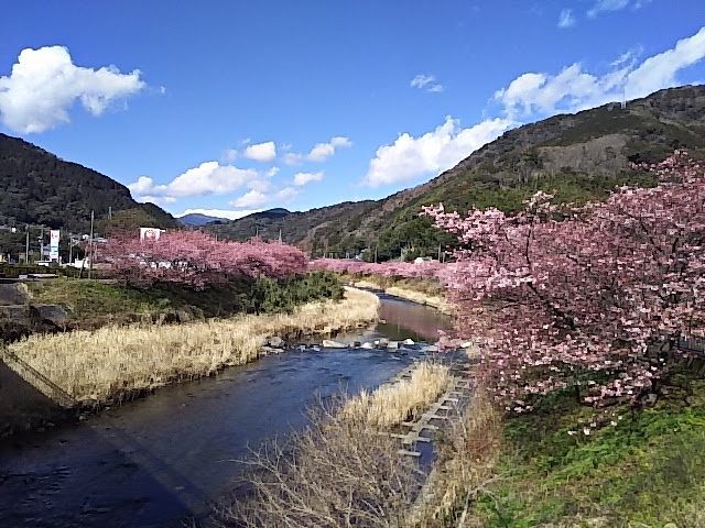 2022年河津桜祭りは　２月１日から開催予定
