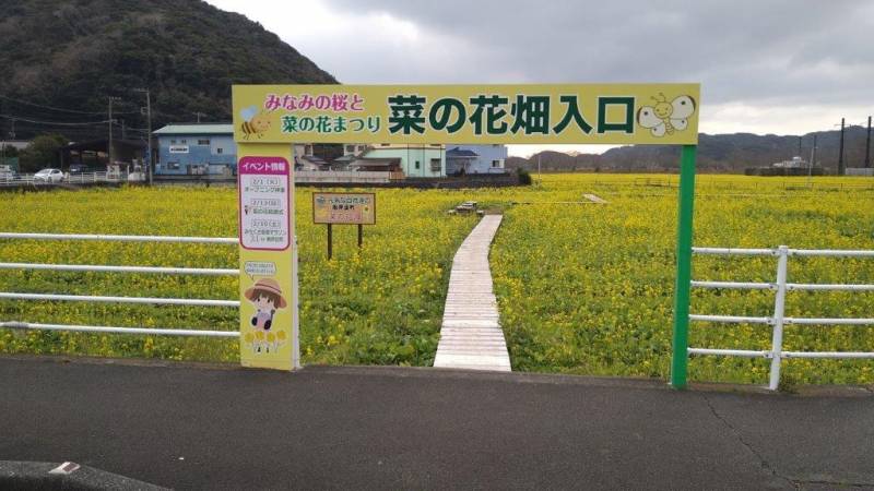 南伊豆町　みなみの桜と菜の花祭り（1/27現在開花状況）