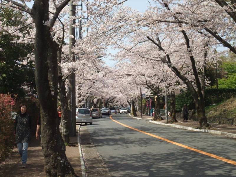 伊豆高原の桜並木は今が見頃（週末までかも）