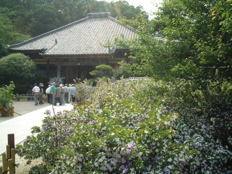 下田　了仙寺　ジャスミンのお花　今見頃