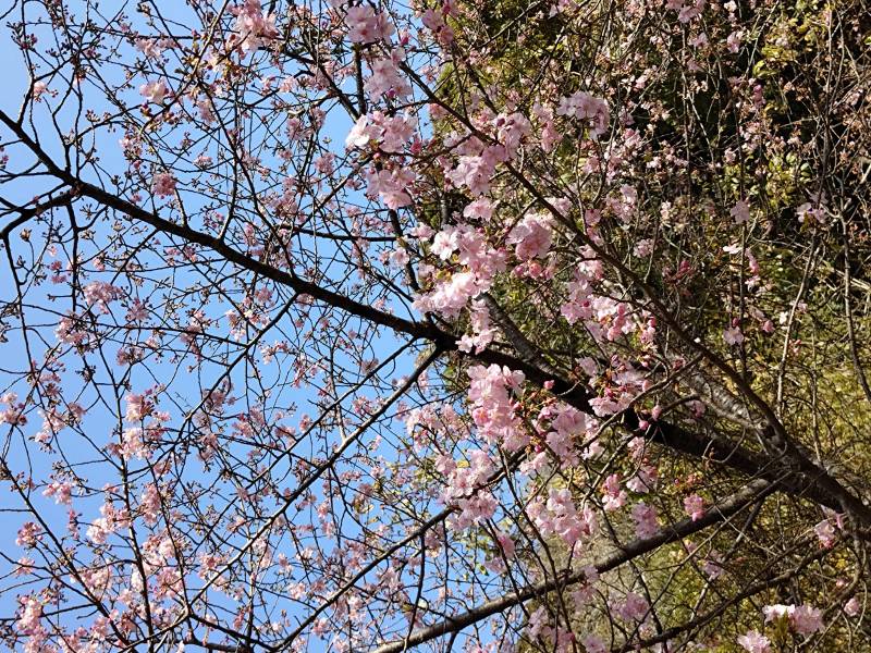 伊豆大川の河津さくら01