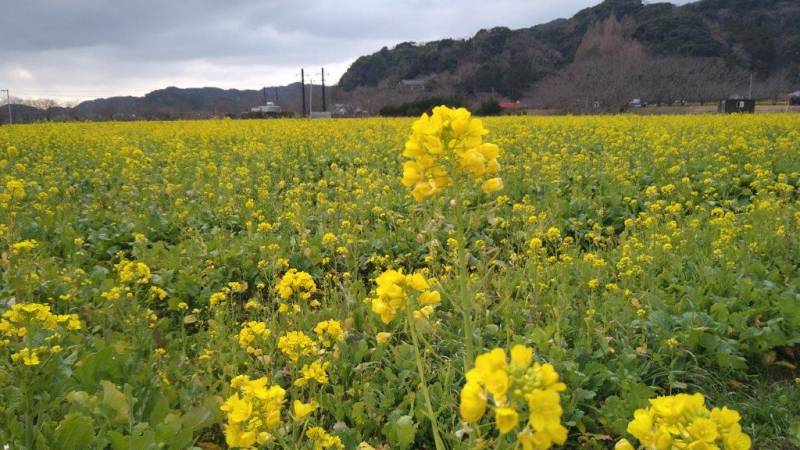 南伊豆町　みなみの桜と菜の花祭り（1/27現在開花状況）