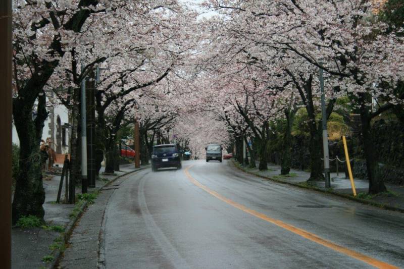 伊豆高原の桜並木は今が見頃（週末までかも）