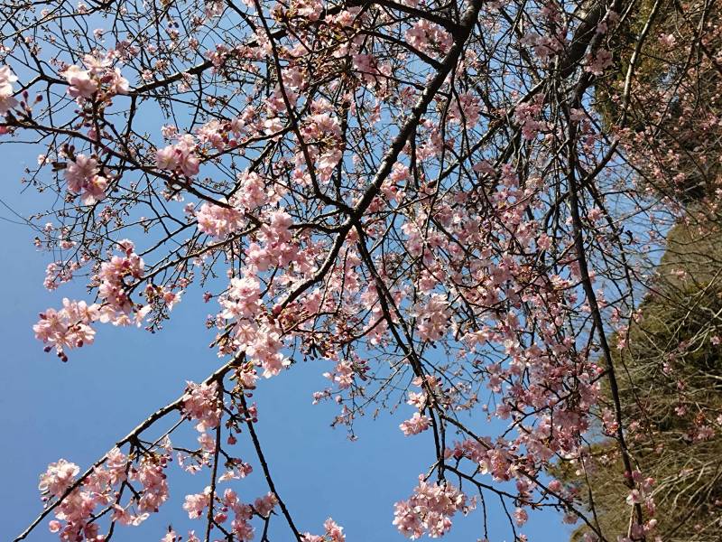 伊豆大川の河津さら02